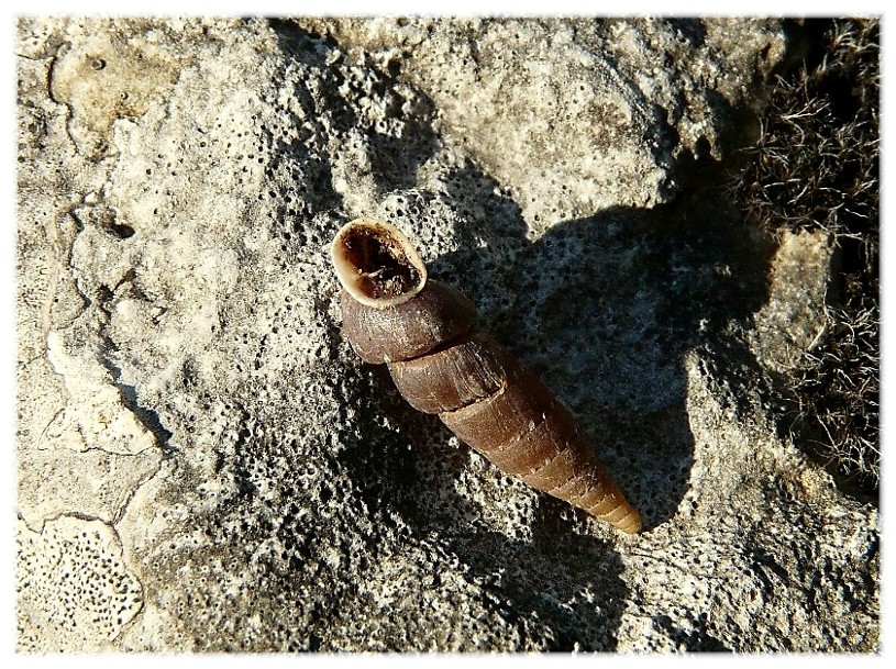 Siciliaria gibbula con anomalia......